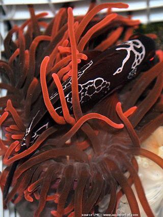 Le poisson-clown foudre est une variation aberrante des bandes blanches de Amphiprion biaculeatus