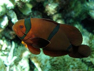 Femelle Amphiprion biaculeatus noire