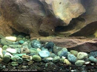Jeune escargot de reproduction Tylomelania