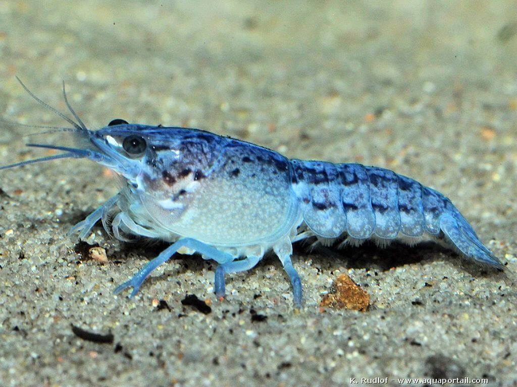 écrevisse aquarium eau douce singapore