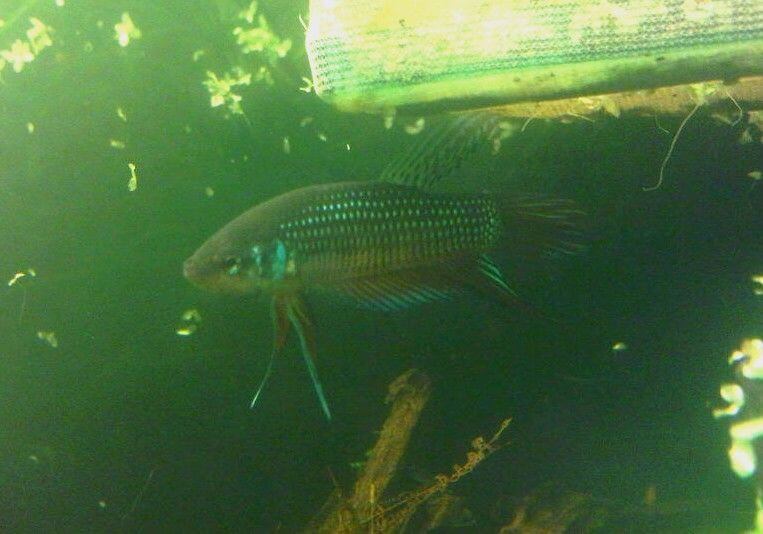 poisson mâle Betta mahachaiensis