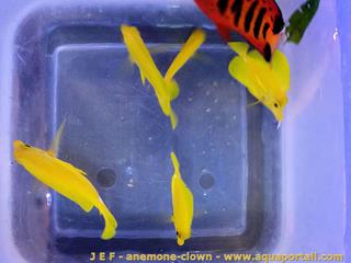 Acclimatation en eau douce pour dparasiter les poissons hawaens