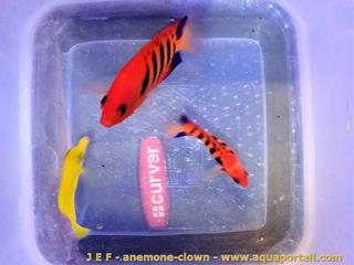 Les poissons-anges subissent facilement l'acclimatation rude