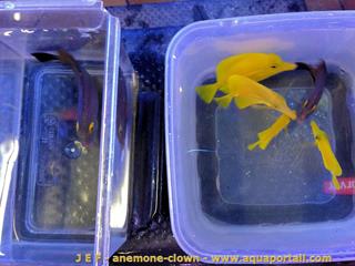 Quelques poissons-chirurgiens d'Hawa imports