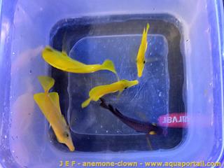 Des poissons-chirurgiens jaunes en acclimatation d'Hawa