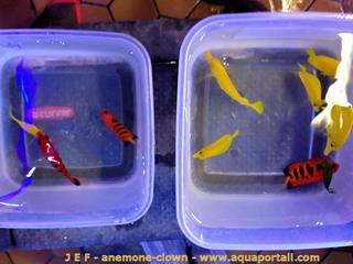 Acclimatation aprs rception de poissons marins d'Hawa