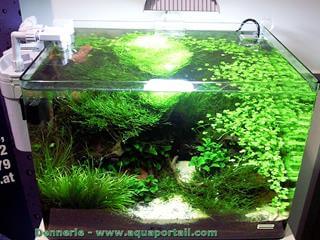 Dennerle Scapers Tank plant