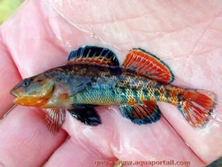 Perche de printemps Etheostoma spectabile