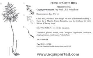 Description de Gaga germanotta