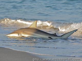 Carcharhinus brevipinna en una playa