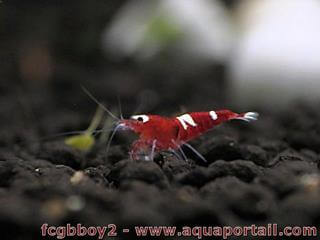 Caridina Red Ruby