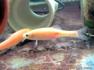 Morphe rose de Pimephales promelas