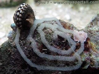 Desove de Heliacus variegatus