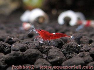 camarn rojo rub llamado Red Ruby
