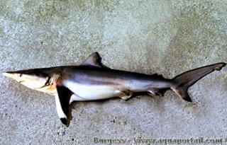 El tiburn tornillo, especie Carcharhinus brevipinna en vista anatmica : especie Carcharhinus brevipinna