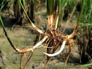 Un rhizome d'une plante