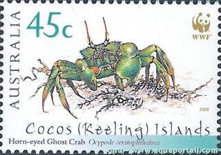 Timbre les cocos keeling crabe Ocypode ceratophthalmus