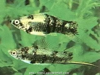 Pareja de Xiphophorus meyeri