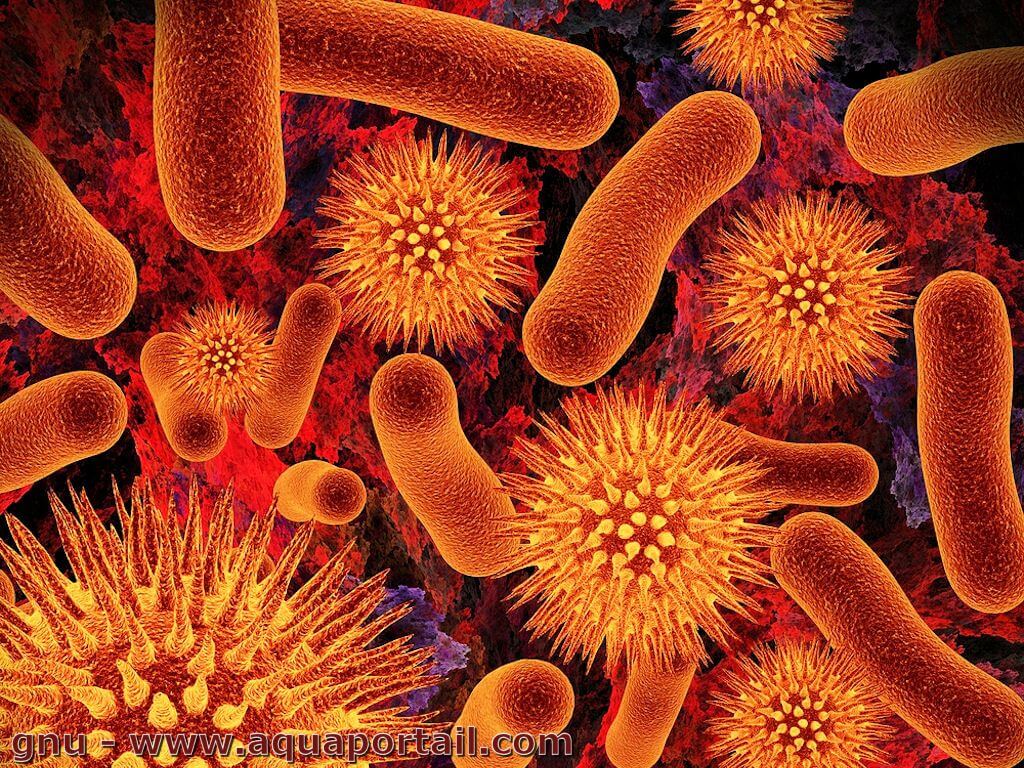 Flore intestinale et chimiothérapie