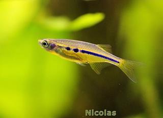 jeune danio brillant Laubuca dadiburjori