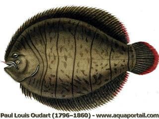 Lmina naturalista de Achirus lineatus