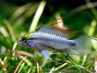 Un apisto Apistogramma trifasciata macho