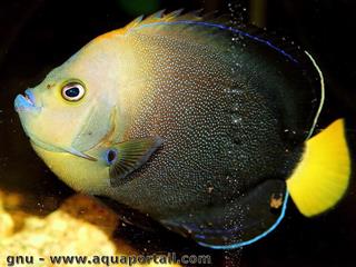 Chaetodontoplus caeruleopunctatus subadulto en acuario
