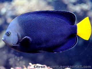 Pez ngel Chaetodontoplus caeruleopunctatus adulto