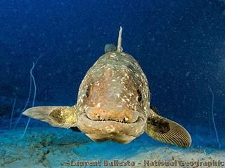 Le coelacanthe africain Latimeria chalumnae vu de face