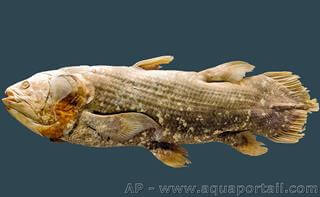 Gnome de l'ADN du coelacanthe dcod