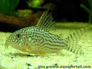 Spcimen juvnile de Corydoras sterbai