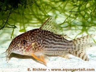 Corydoras sterbai mle