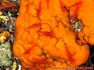Halocaridina rubra sur Schizothrix calcicola