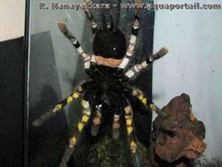  Cara ventral de la tarntula Poecilotheria rajaei