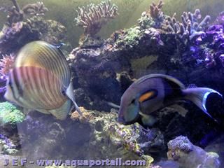Cohabitation Zebrasoma desjardinii et Acanthurus olivaceus