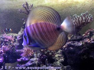 Zebrasoma desjardinii de 20 cm