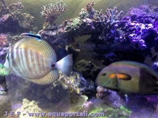 Zebrasoma desjardinii et Acanthurus olivaceus en aquarium marin