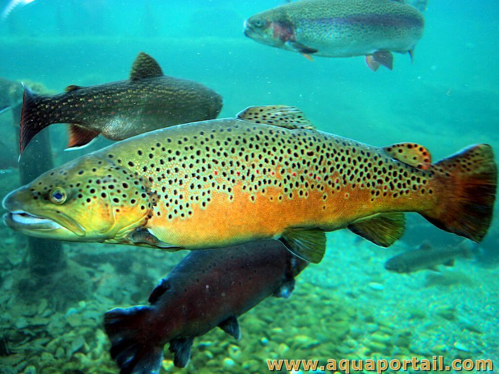 200 kg de truites fario introduites pour l'ouverture de la pêche samedi -  Brou (28160)