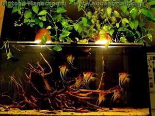 Aquarium biotope Manacapuru avec Pterophyllum scalaire