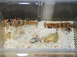 Couple Alpheus bellulus