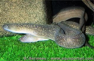 poisson serpent