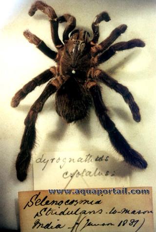 Lyrognathus crotalus era Selenocosmia stridulans