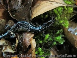 salamandra viscosa juvenil Plethodon glutinosus en cautiverio