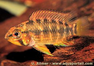 Apistogramma paulmuelleri femelle