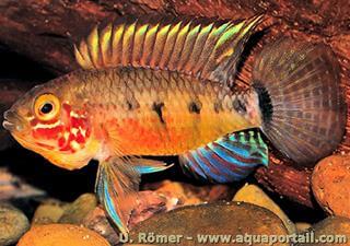 spcimen mle holotype de Apistogramma paulmuelleri