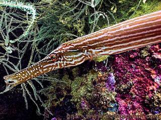Dtails de la tte et museau d'Aulostomus chinensis