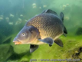 Spcimen de Cyprinus carpio, une carpe miroir