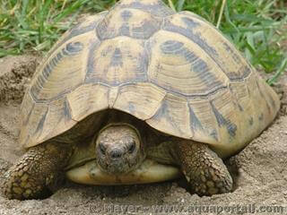 Tortue d'Hermann, sous-espce Testudo hermanni boettgeri