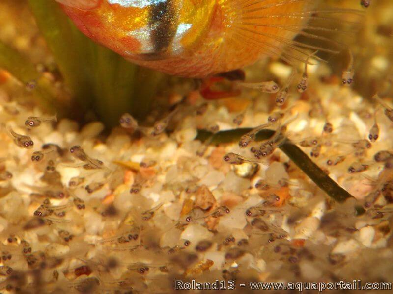 Jeunes alevins de Mikrogeophagus ramirezi