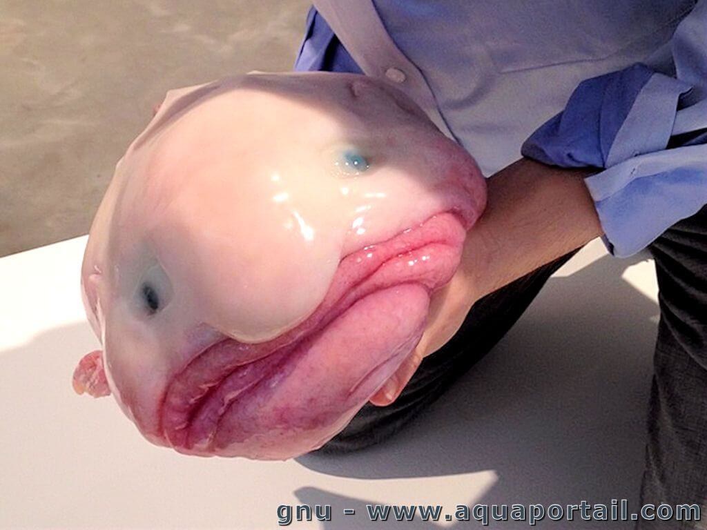 Blobfish : un étrange poisson